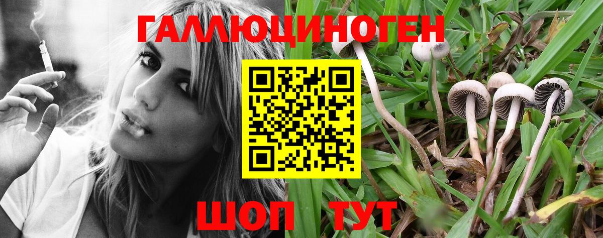 Псилоцибиновые грибы Psilocybe  Вход с VPN  Гудермес  Псилоцибиновые грибы Psilocybe 
